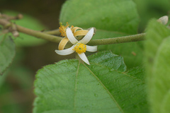 Grewia abutilifolia